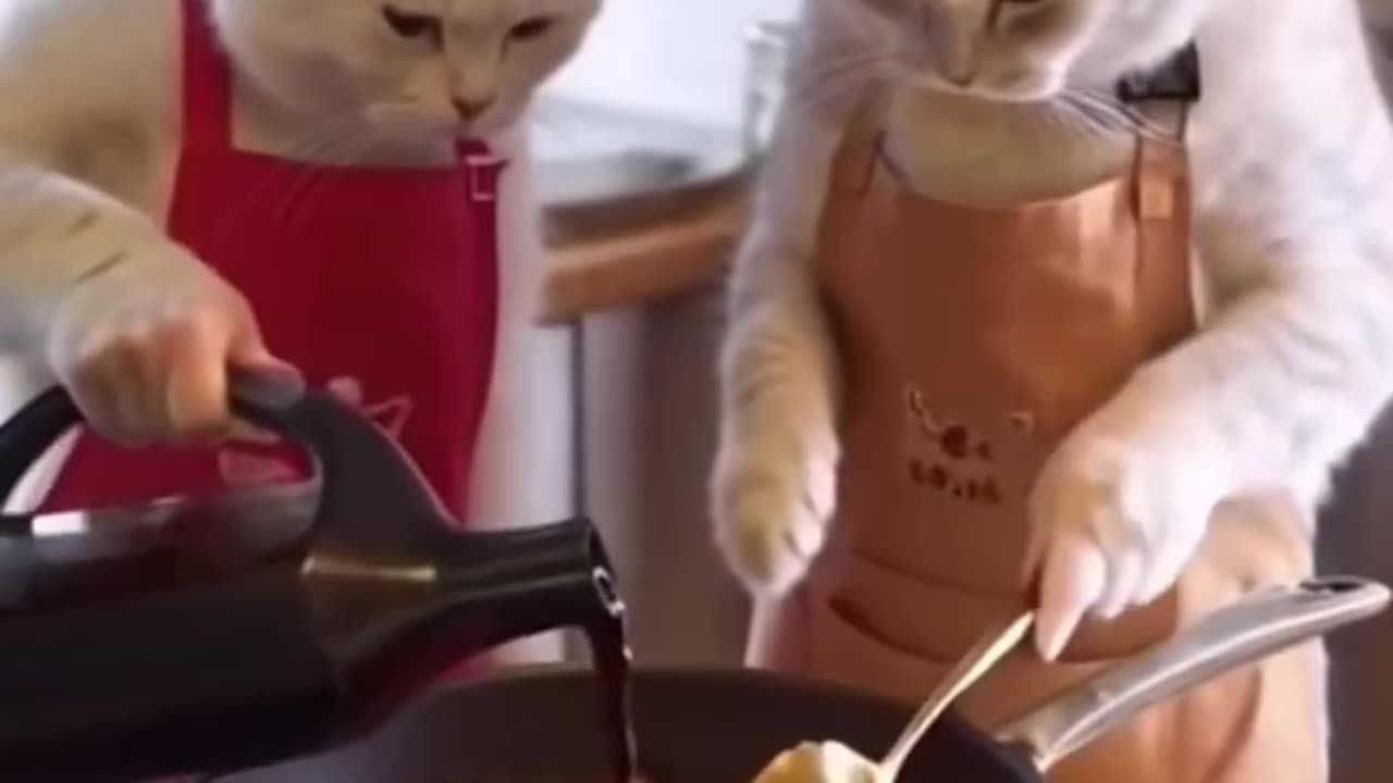 In today's date, even the cat cooks food
