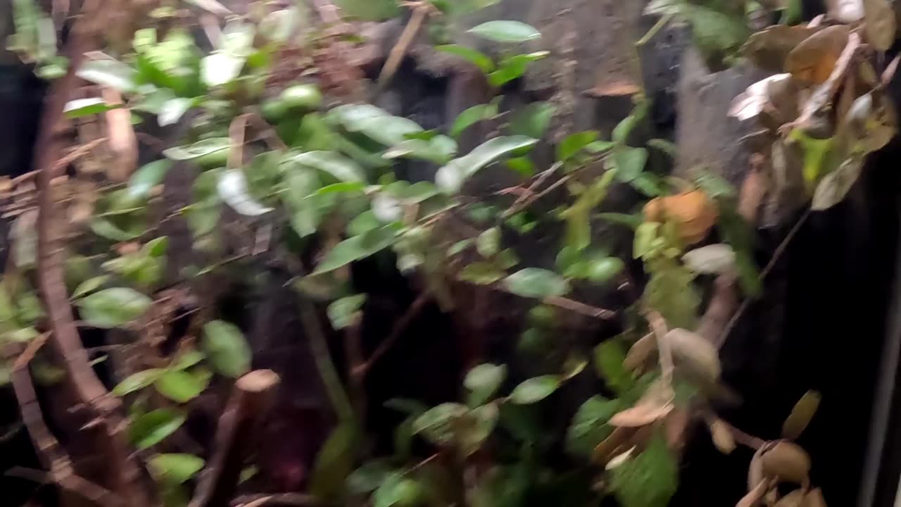 Giant Leaf Insect at the San Diego Zoo