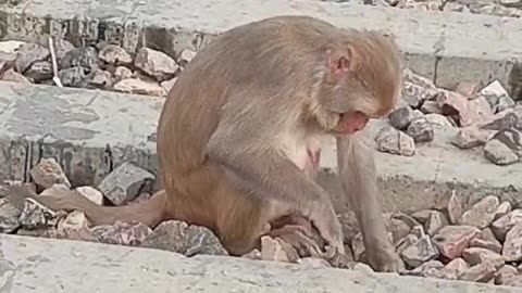 Monkey video/animals/ discovery / animal planet/ very beautiful