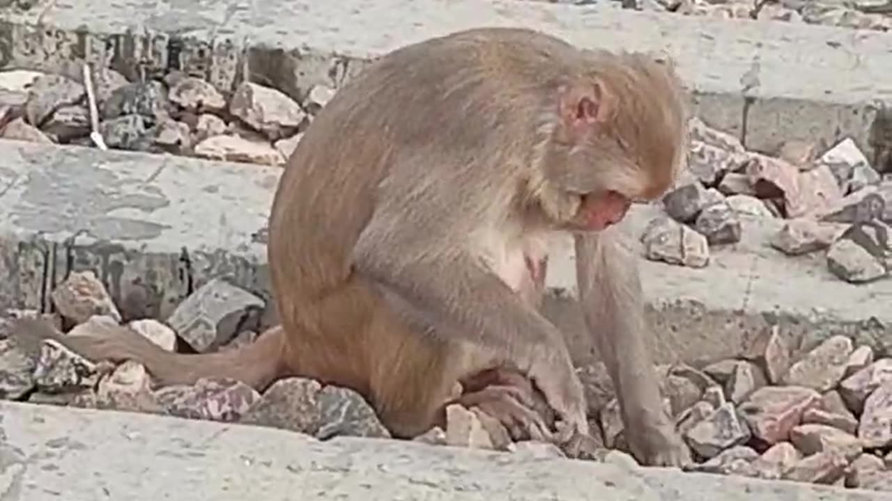 Monkey video/animals/ discovery / animal planet/ very beautiful