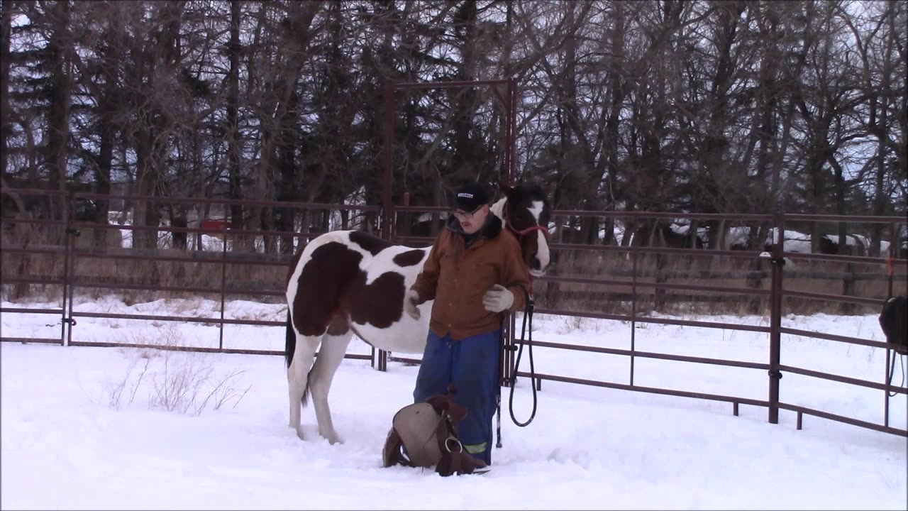 First Time Putting the Saddle On - Horsemanship and Training