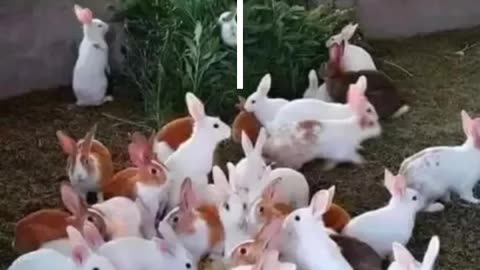 Funny videos funny birds beautiful pictures