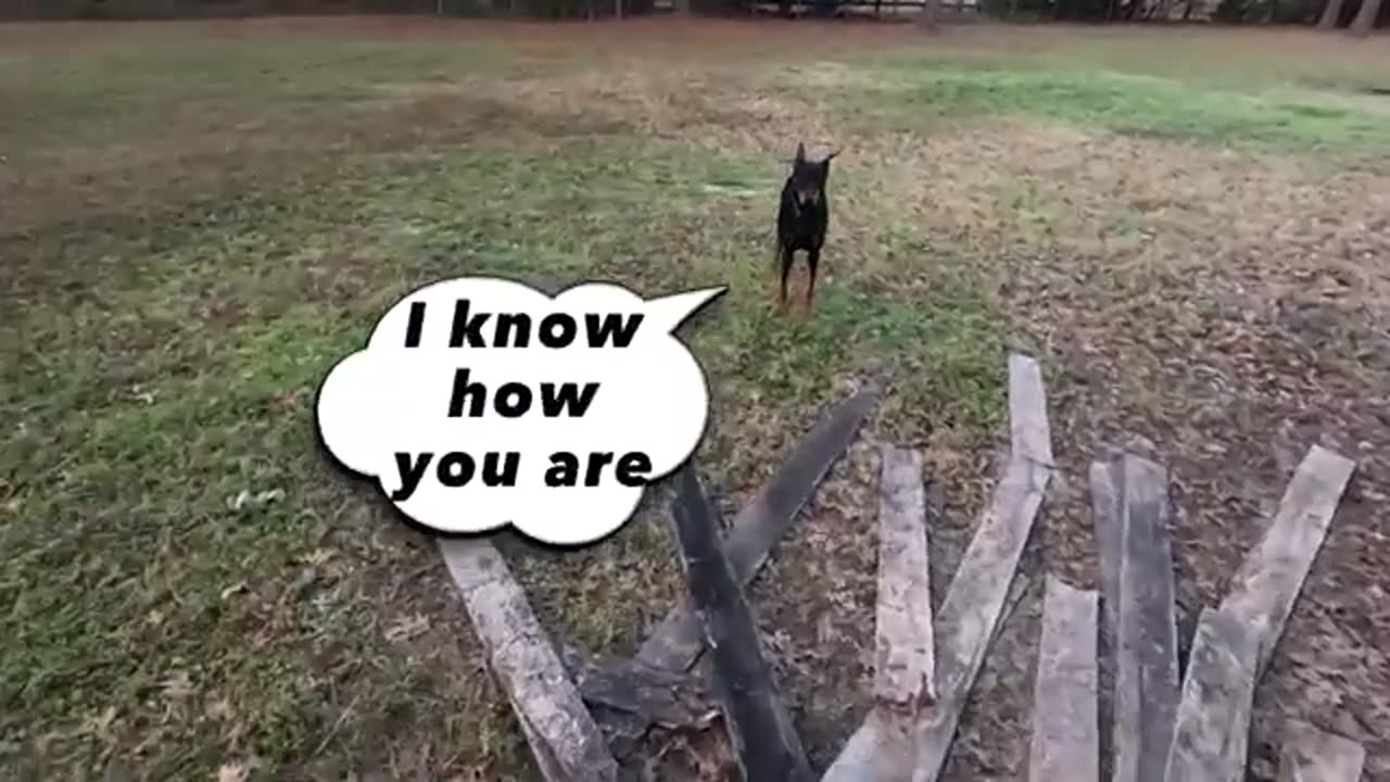Funny Cute Cat - Try Not To Laugh...