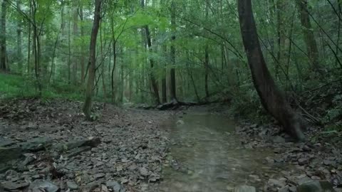 The stream in the forest is raining