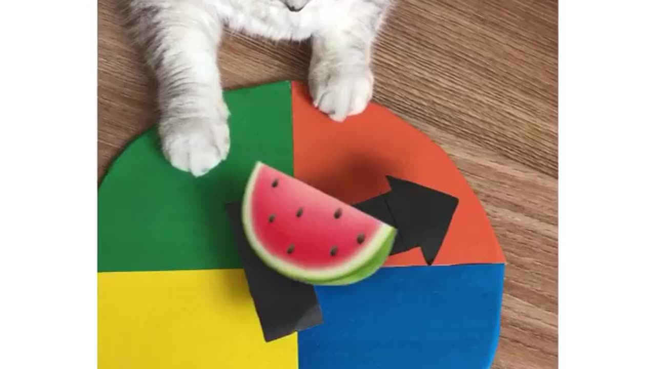 Pawsitively Hilarious: Cat vs Woman Comedy Showdown πΎπ