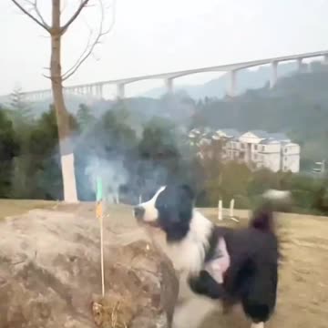 Puppies Love Firecrackers