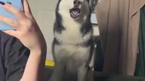 Husky on Metal