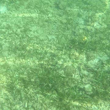 Afternoon Snorkeling