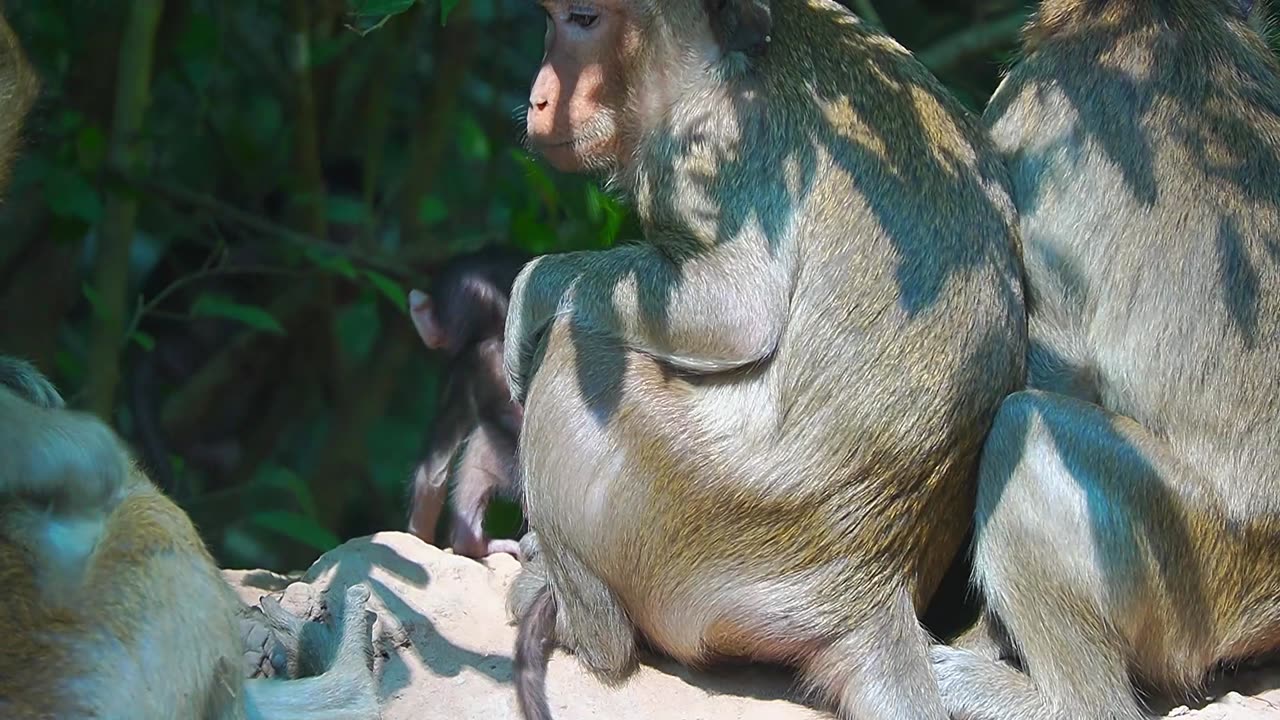 Handicap Mom Monkey Taking A Good Care For newborn