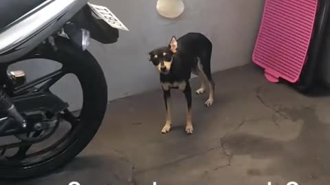 Nosy Dog Shoves Head Through Hole