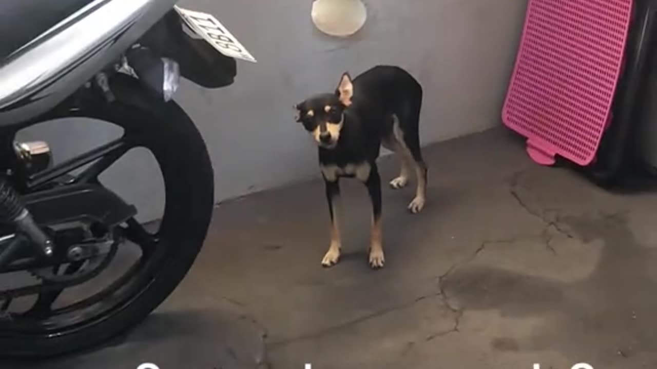 Nosy Dog Shoves Head Through Hole