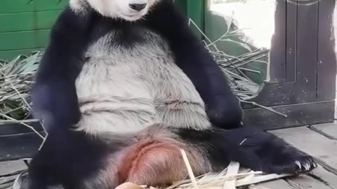 CUTENESS OVERLOAD! Adorable Panda Plays and Snuggles