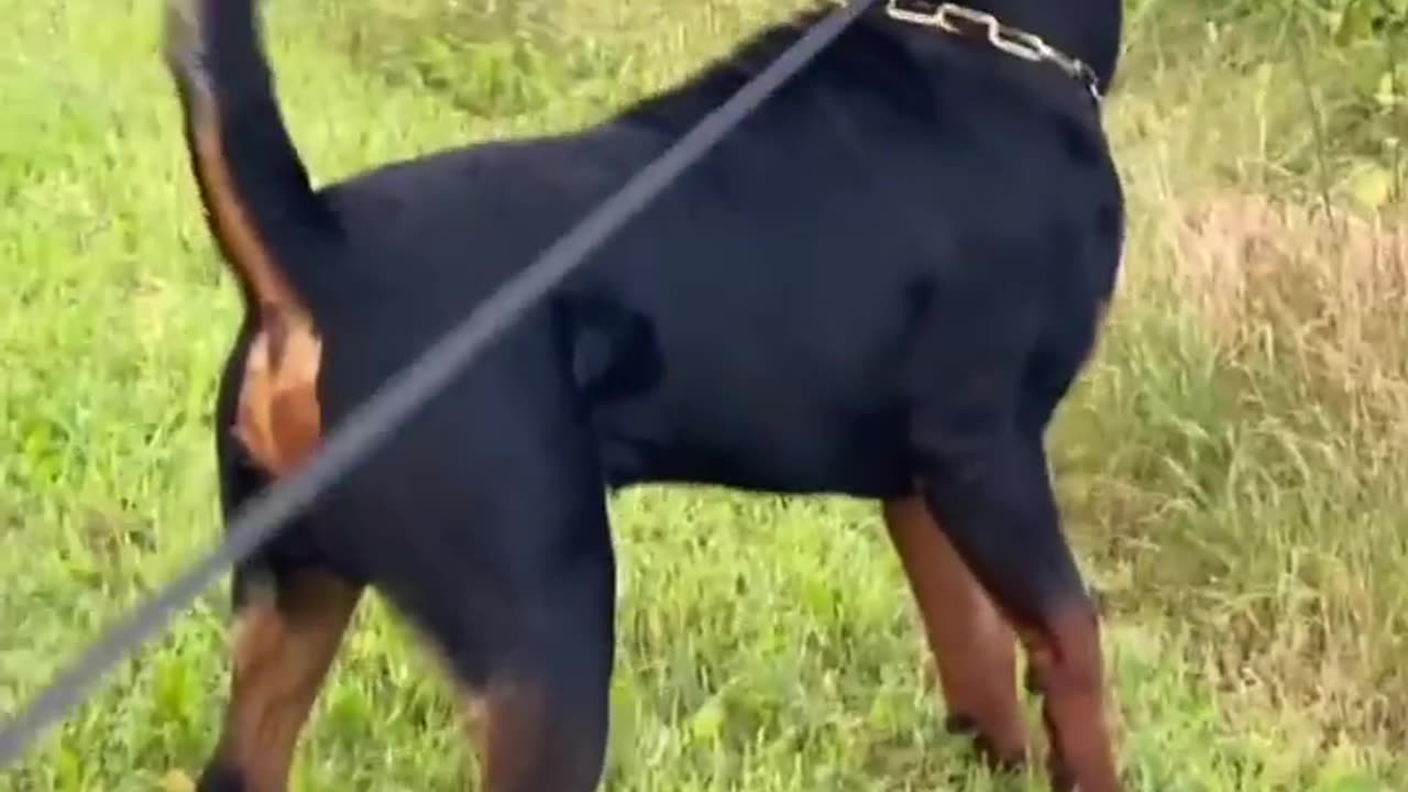 Top beautiful dog .PLS watch video and decide dog