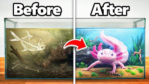 I Transformed an Abandoned Axolotl’s Home