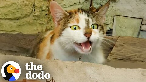 Hissing Cat Has Babies In This Woman's Garden | The Dodo