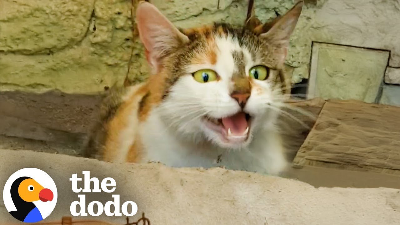 Hissing Cat Has Babies In This Woman's Garden | The Dodo