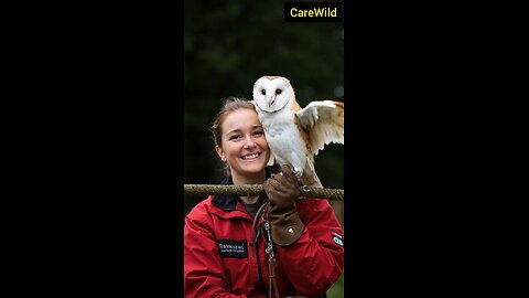 Brave Firefighters Rescued an Injured Barn Owl from Palisades Fire - Pets and wildlife