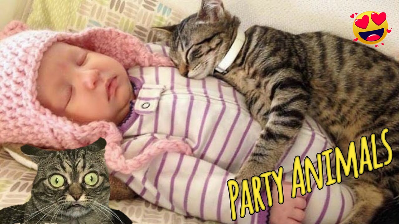 Hilarious Animal Videos to Make You Laugh | Funny Dog & Cat Videos