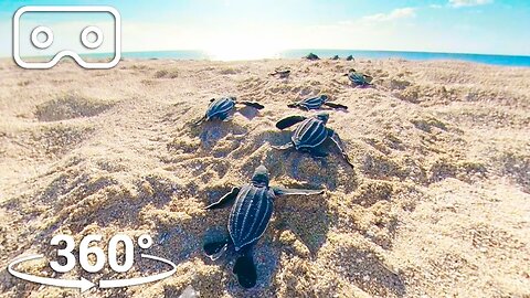 Baby Turtles Hatch And Face A Perilous Race To The Ocean