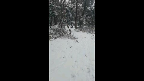 🎢Speeding through the snowy woods❄️ faster than Trump's inauguration. 😉 #tackleberrydobermans