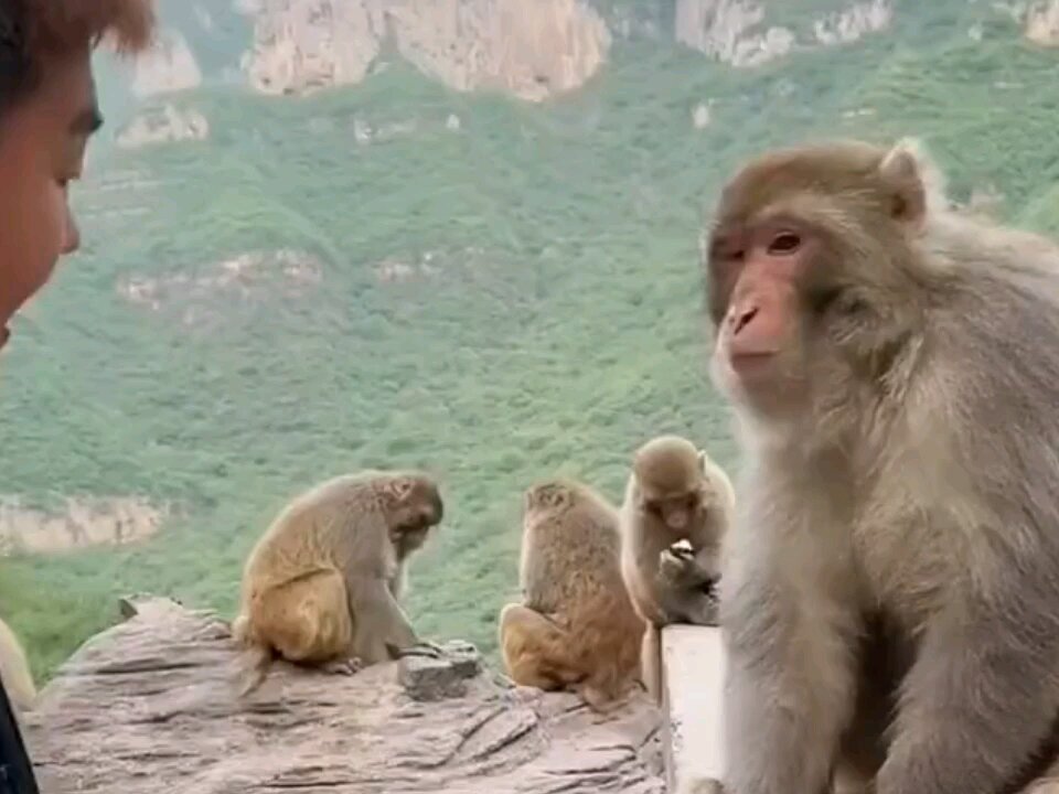 funny monkey