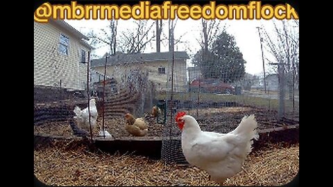 #FreedomFlock Coop Cam Saturday Snowday!