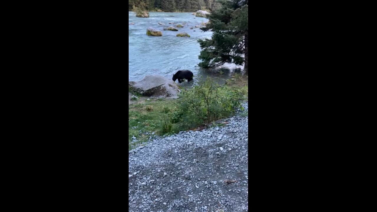 Grizzly at Chilkoot State Park