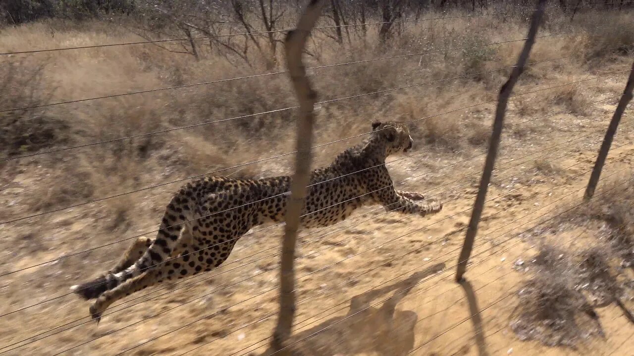 Drive and race a cheetah