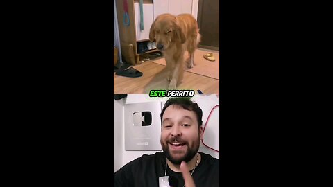 La cara de este #perrito delata su travesura 🤣