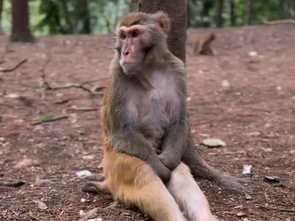 CUTE MONKEY PONSING