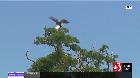 Keeping track of Vermont's bald eagle population