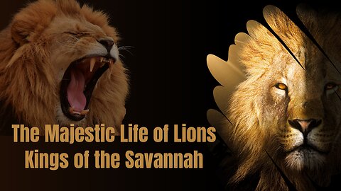 The Majestic Life of Lions: Kings of the Savannah