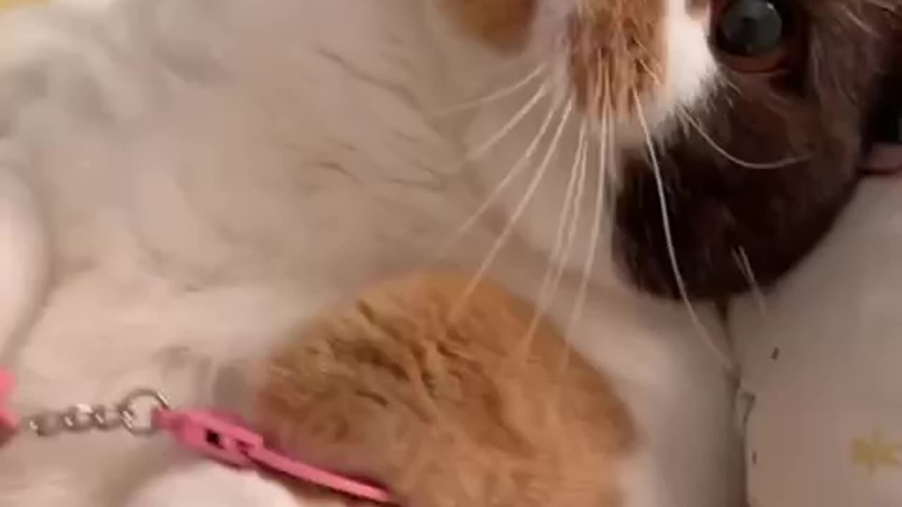 🐱🧠 This Smart Cat Will Blow Your Mind! 😲🔥