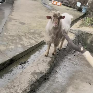 بز هم اعصاب نداره این روزا 🤣