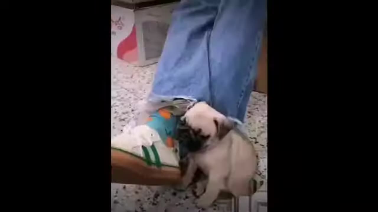 funny animals compilation 2024, funny animal videos try not to laugh