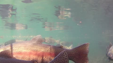 Underwater GoPro Feeding Fish