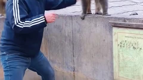 The monkey, #funny video ,#with man.