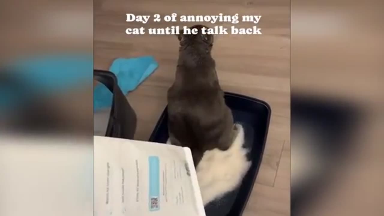 Cats use 100% brains