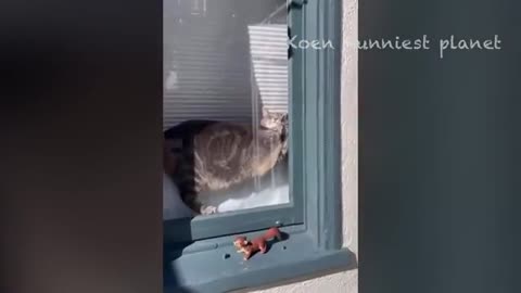 Funny animal video of january 😂😂