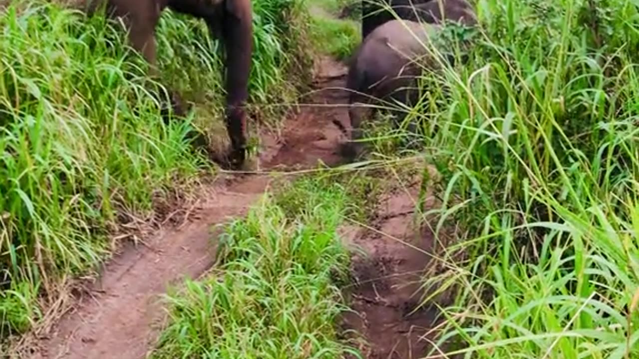 A Herd of Elephants in Sri Lanka: Majestic & Playful! 🐘🌿