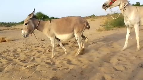 Donkey Enjoy With Big gadhe in my jungle