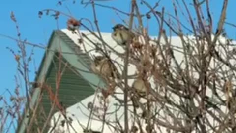 #shorts Little #sparrow #birds hanging (out) on the tree 🌴 #birdlovers #birdsview #nature #bird