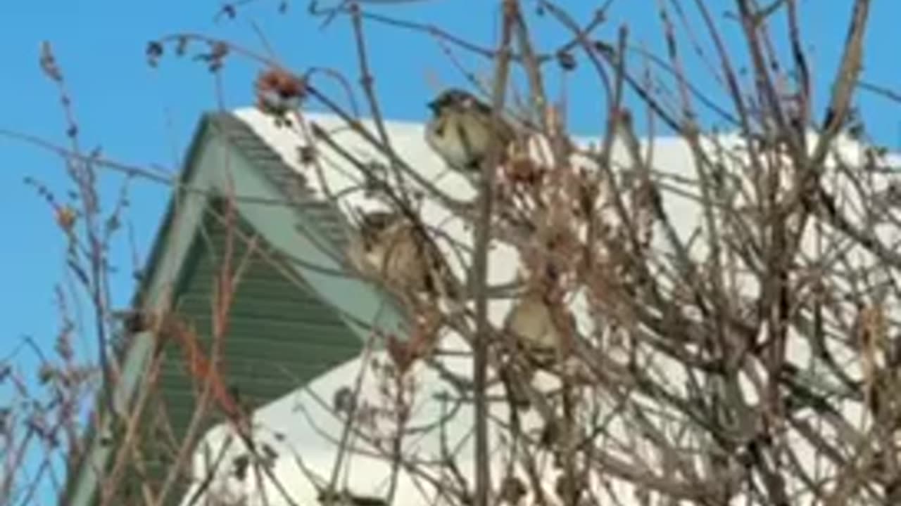 #shorts Little #sparrow #birds hanging (out) on the tree 🌴 #birdlovers #birdsview #nature #bird