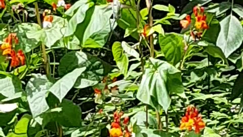 Hummingbird Sounds 🔊 in the garden