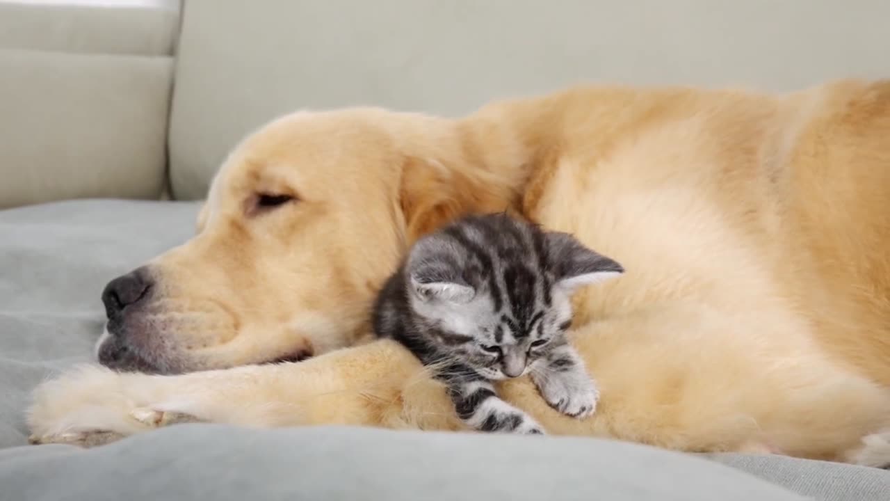 Labrador Mom to Orphaned Kittens ❤️ | A Tale of Love ❤️