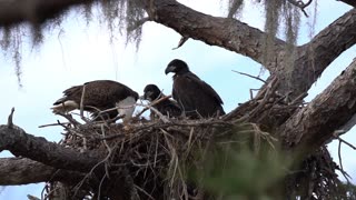 Adult Eagle Brings Fish to the Nest