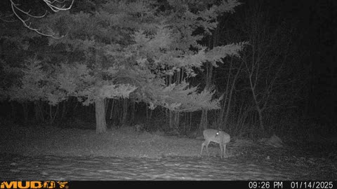 Deer