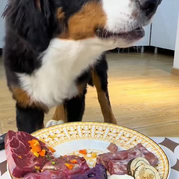 "Doggo's Food Challenge: Salmon, Chicken, or Beef—Which One Wins?"