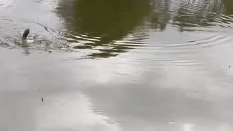 Two Fish Caught with a 3-Meter Rod Today!