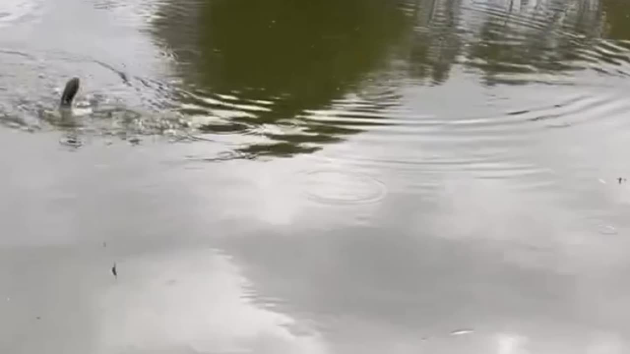 Two Fish Caught with a 3-Meter Rod Today!